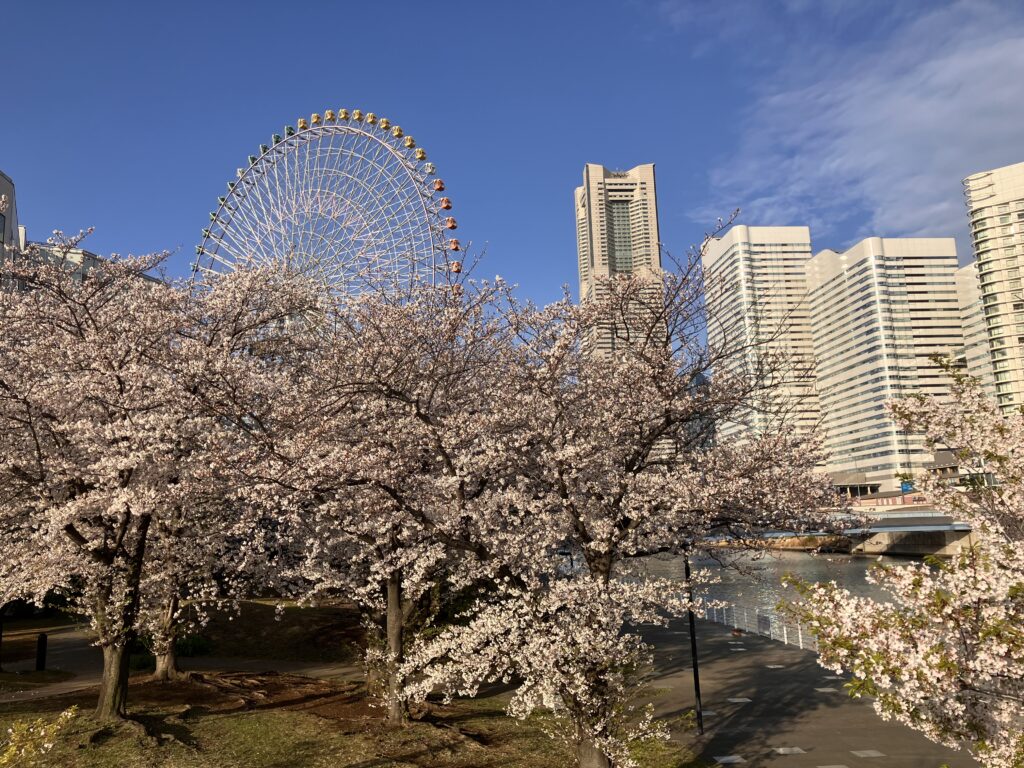 みなとみらいの桜と観覧車が見える春の景色