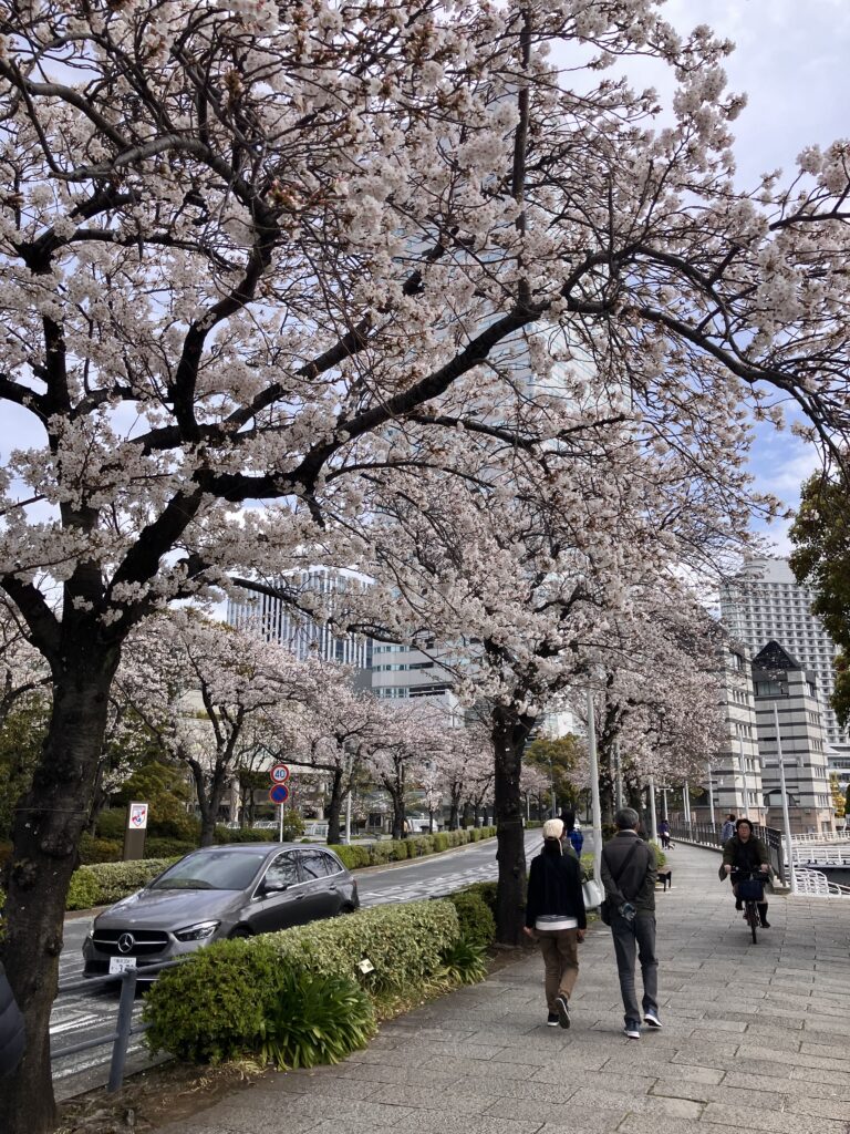みなとみらいの桜並木と歩道の風景