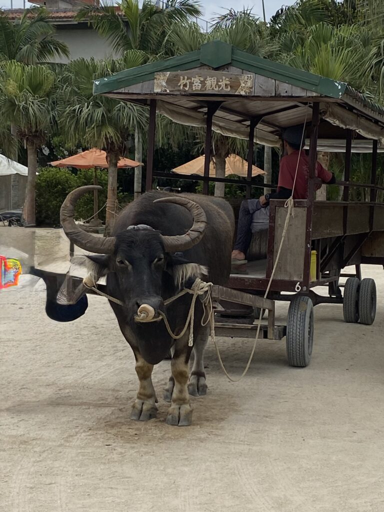 竹富島の集落を進む水牛車