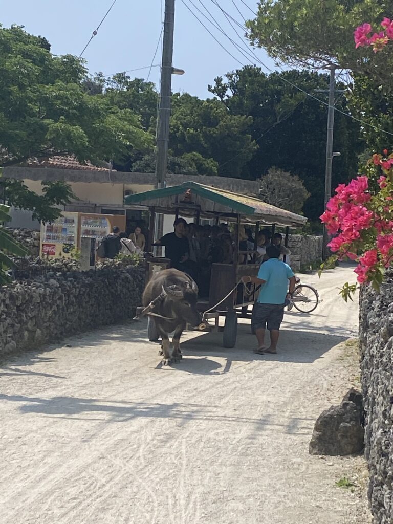 赤瓦の街並みを走る竹富島の水牛車観光